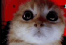 cats angry cat Memes & GIFs - Imgflip