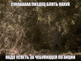 a picture of a tree in the woods with a caption in a foreign language