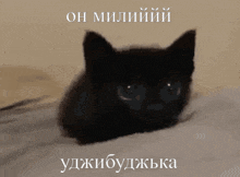 a black cat is laying on a bed with a foreign language caption