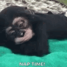 Cookmonkey Nap Time GIF - Cookmonkey Nap Time Monkey GIFs