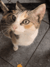 a calico cat sitting on a tiled floor looking up