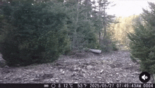 a picture of a forest with a temperature of 53 degrees fahrenheit
