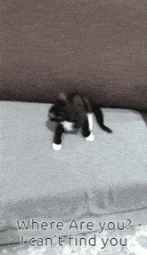 Naughty Cat Playful Cat GIF - Naughty Cat Playful Cat GIFs