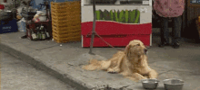 Hey GIF - Dogs Puppy Surprised GIFs