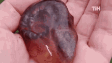 Snake This Is Happening GIF - Snake This Is Happening Incubation GIFs