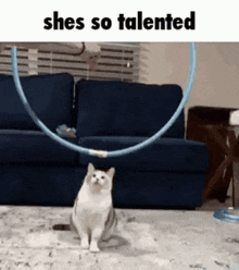 Cat Talented GIF - Cat Talented GIFs