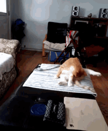 a cat is laying on its back on a couch