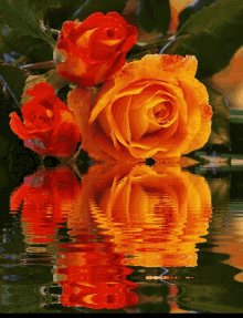 a bunch of orange roses are reflected in a body of water