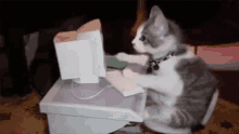 Cat Type GIF - Cat Type Computer GIFs