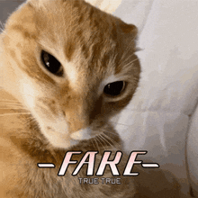 Fake True True Cat GIF - Fake True True Fake Cat GIFs
