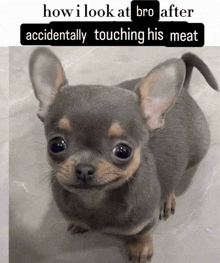 a picture of a small dog with a caption that says how i look at bro after accidentally touching his meat