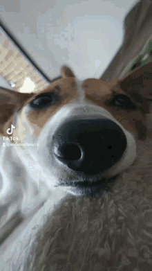 Diguinho Pet GIF - Diguinho Pet Furry Friend GIFs