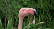 Flamingo Coming GIF - Flamingo Coming Ominous GIFs