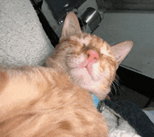 a close up of a cat with its eyes closed and a blue collar