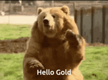 Hello Gold GIF - Hello Gold GIFs