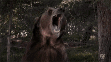 Grizzly Bear Roar GIF