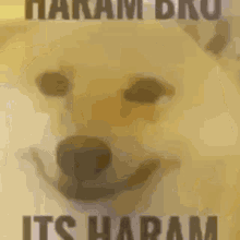 Its Haram Bro Haram Monir GIF - Its Haram Bro Haram Monir Ayy Its Haram Bro GIFs