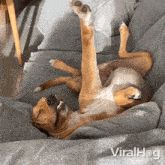 Sleeping Dog GIF - Sleeping Dog Viralhog GIFs