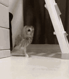 GIF