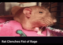 a rat is laying on a pink blanket with the words rat clenches fist of rage above it .