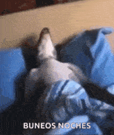 Sleeping Dog GIF