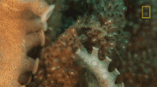 Octopus Eggs Octopuses101 GIF - Octopus Eggs Octopuses101 Tentacles GIFs