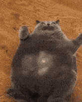 a fat cat is laying on its back on the floor .