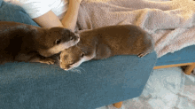 Cuddle Otter GIF - Cuddle Otter Miss You GIFs
