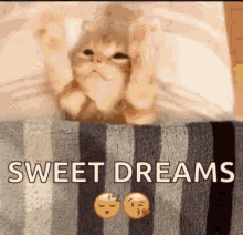 Sweet Dreams Cat GIF - Sweet Dreams Cat Kitten GIFs