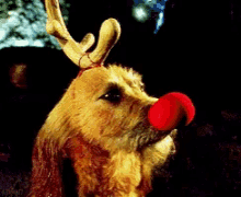 max grinch cute funny animals reindeer