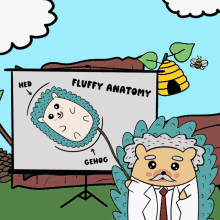 fluffyhedgehogs hedgehogsnft hedgehog fluffy anatomy fluffyprofessor