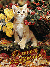 a kitten is sitting on a pile of leaves and berries with the words " осеннего настроения " written below it