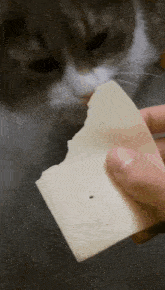 Dumb Cat Cheese GIF - Dumb Cat Cheese GIFs