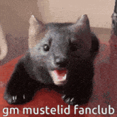 Sable Mustelid GIF - Sable Mustelid Yawn GIFs