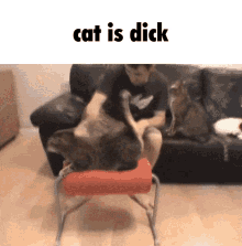 Cat Is Dick Cat Fast Pet GIF - Cat Is Dick Cat Fast Pet Cat GIFs