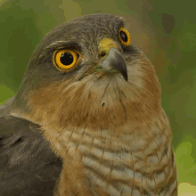 Stare Falcon GIF - Stare Falcon Robert E Fuller GIFs