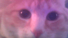 a close up of a cat 's eyes with purple and pink lighting