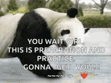 Panda Push Up GIF - Panda Push Up Healthy GIFs