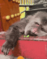 a monkey is laying on a red ledge with a green leaf in its mouth