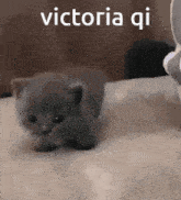 a small gray kitten is sitting on a bed with the words `` victoria qi '' written on it .