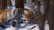 Sleeping Tiger Global Tiger Day See Why These Cats Earned Their Stripes GIF
