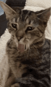 Yawn Cat GIF - Yawn Cat Bored GIFs