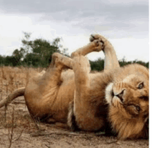 Lions Legs Up GIF - Lions Legs Up GIFs