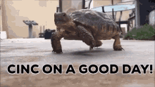 Turtle Slow GIF - Turtle Slow Cinc GIFs