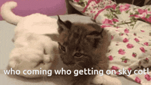 a white cat and a brown kitten are laying on a bed with the caption who coming who getting on sky cat