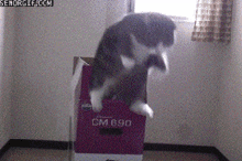 Jump Infinite Cat GIF