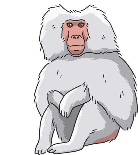 Monkey Baboon Sticker - Monkey Baboon Hamadryas Baboon Stickers