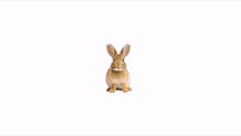 Rabbit Bunny GIF - Rabbit Bunny Grab GIFs