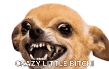 a close up of a chihuahua with its mouth open and the words crazy little bitch below it .