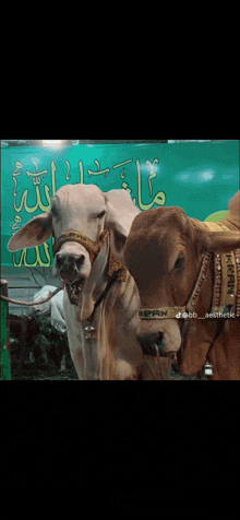 two cows standing next to each other in front of a green wall with arabic writing on it .